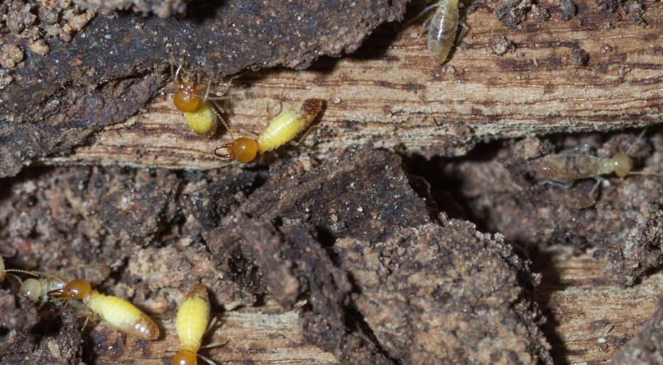 ¿Cómo son las termitas de la madera?